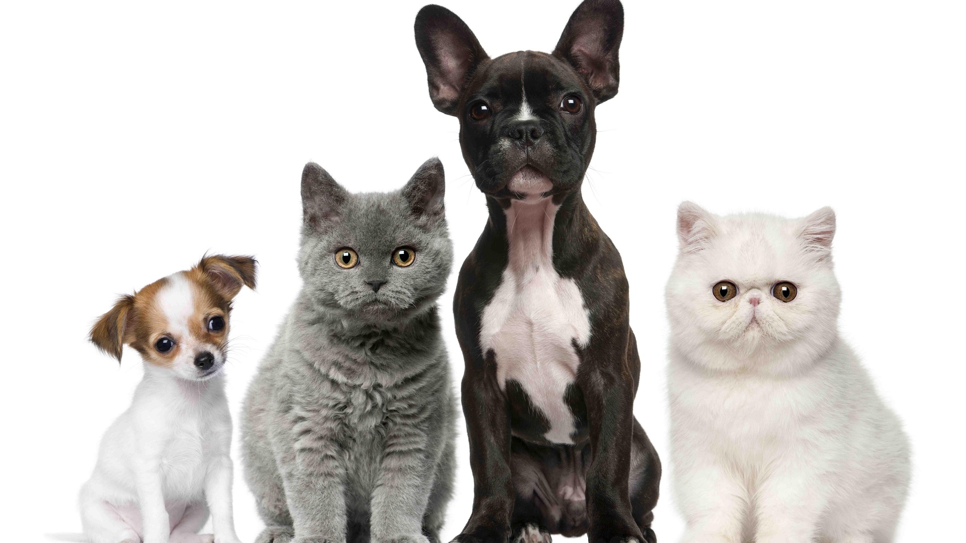 PVC Dog Collars